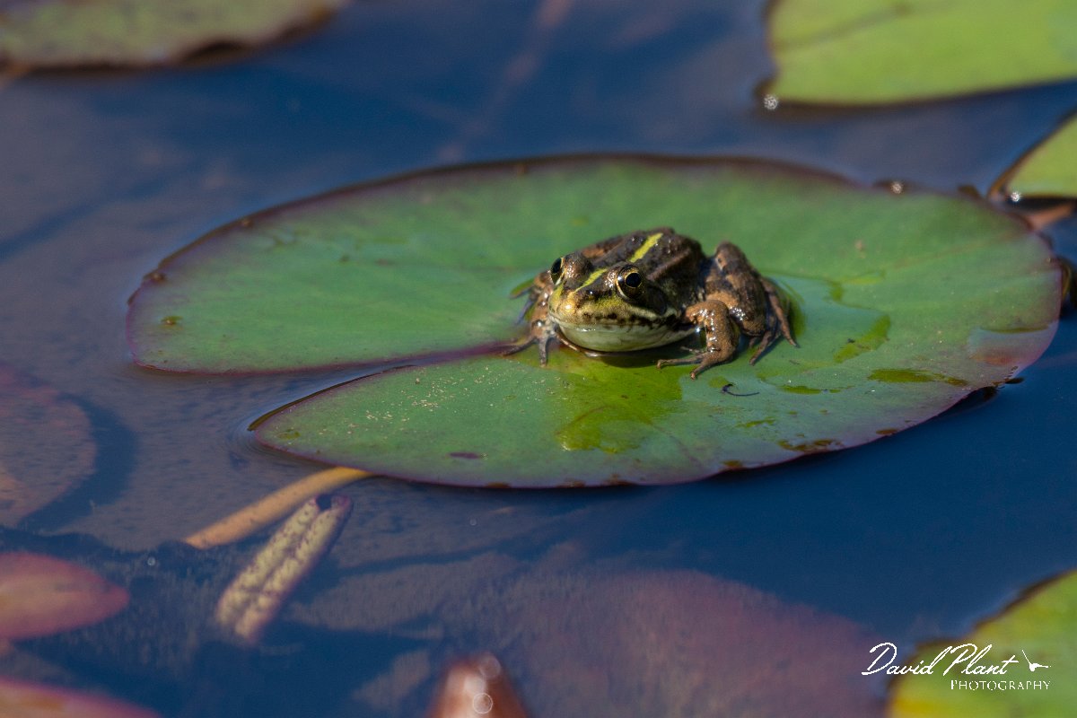 DPPhotography - Maderia - Iberian water frog - C.jpg - Iberian water frog - Palheiro Gardens, Madeira