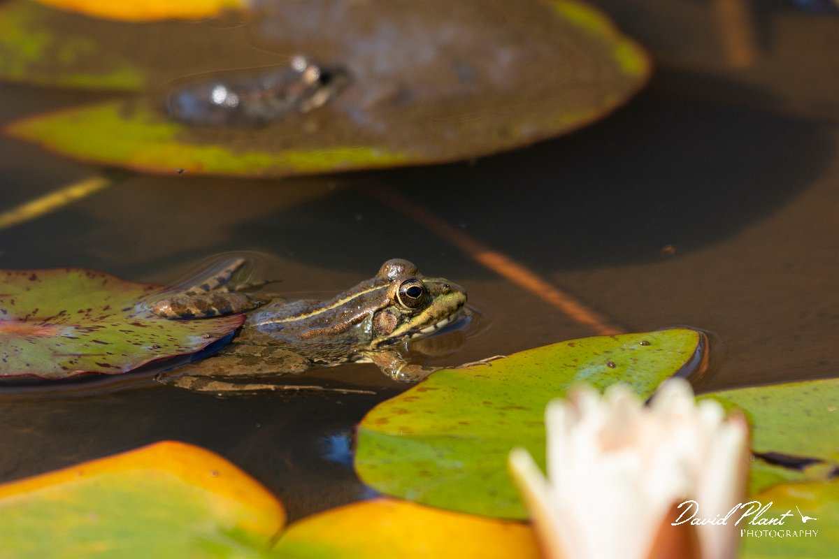 DPPhotography - Maderia - Iberian water frog - E.jpg - Iberian water frog - Palheiro Gardens, Madeira