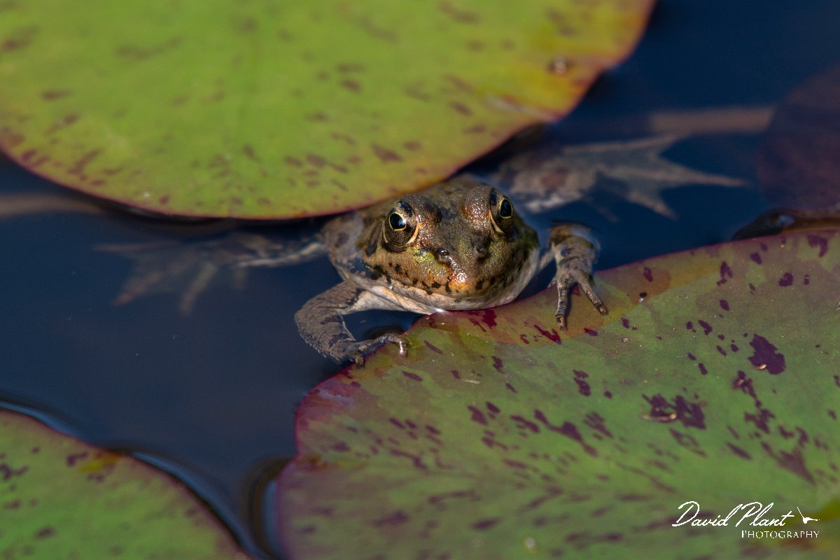DPPhotography - Maderia - Iberian water frog - F.jpg - Iberian water frog - Palheiro Gardens, Madeira