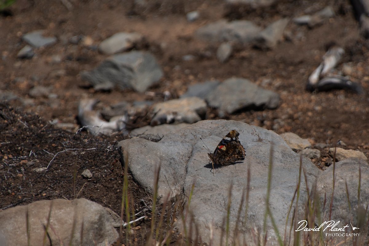 DPPhotography - Maderia - Macaronesian red admiral - A.jpg - Macaronesian red admira - Pico Ruivo, Madeira