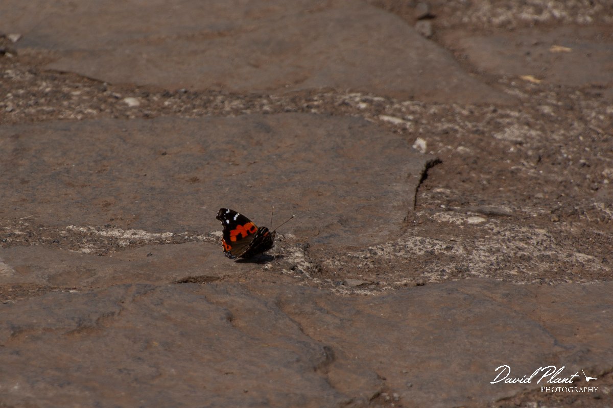 DPPhotography - Maderia - Macaronesian red admiral - B.jpg - Macaronesian red admira - Pico Ruivo, Madeira