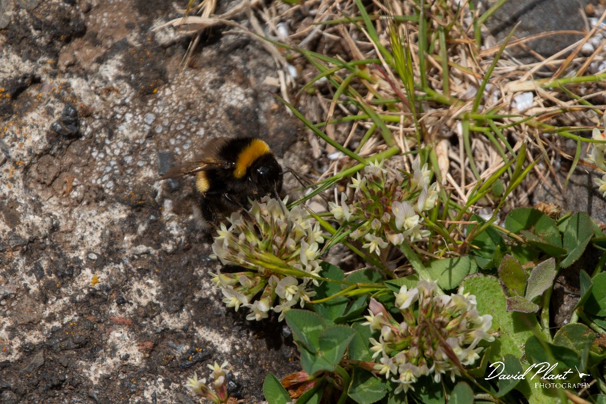 DPPhotography - Maderia - Madeiran bumblebee - B.jpg - Madeiran bumblebee - Pico Ruivo, Madeira