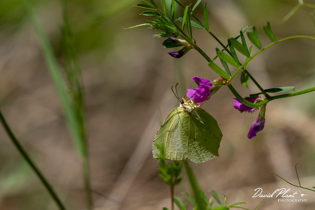 DPPhotography - Maderia - Maderian brimstone - A.jpg - Madeiran brimstone - Encumeada mast, Madeira