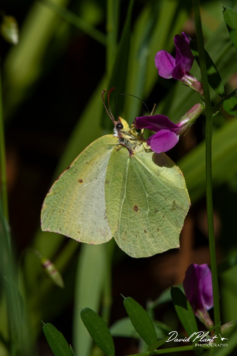 DPPhotography - Maderia - Maderian brimstone - B.jpg - Madeiran brimstone - Encumeada mast, Madeira