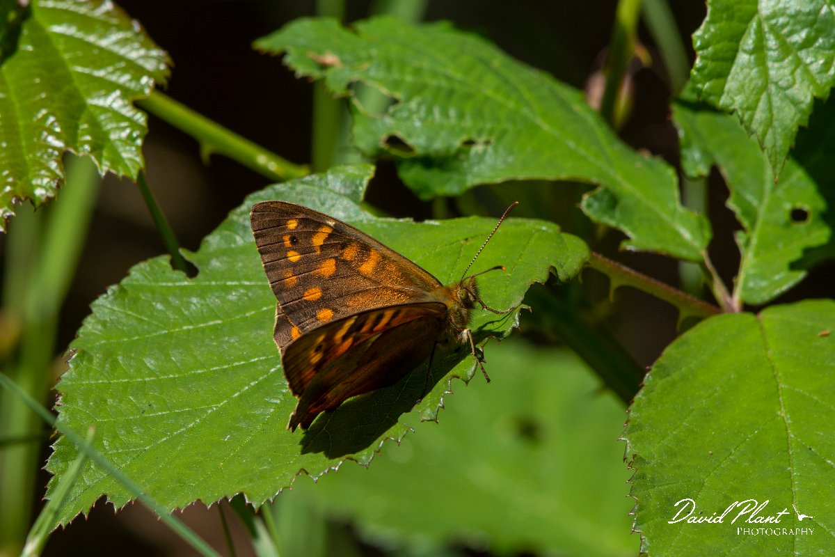 DPPhotography - Maderia - Maderian speckled wood - A.jpg - Madeiran speckled wood - Encumeada mast, Madeira