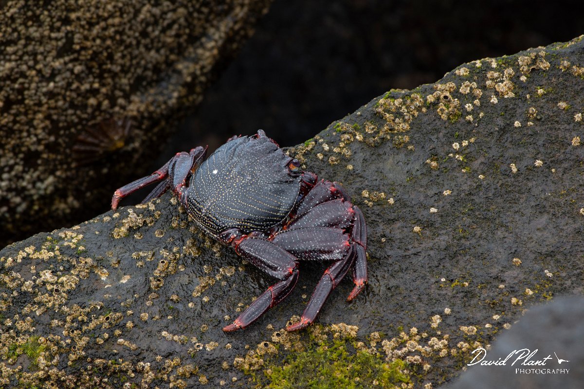 DPPhotography - Maderia - Rock crab, Grapsus adscensionis - A.jpg - Rock crab, Grapsus adscensionis - Machico harbour, Madeira