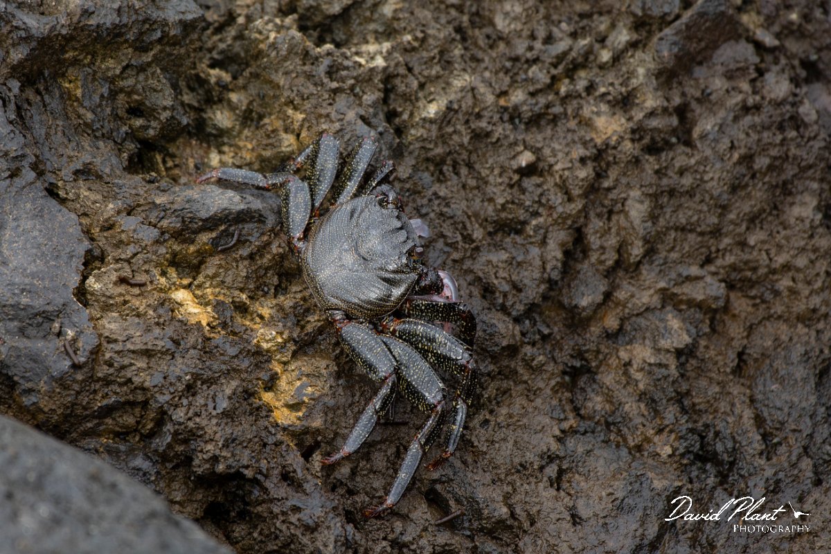 DPPhotography - Maderia - Rock crab, Grapsus adscensionis - C.jpg - Rock crab, Grapsus adscensionis - Machico harbour, Madeira