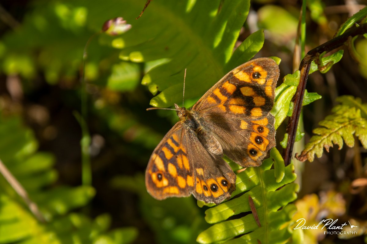 DPPhotography - Maderia - Speckled wood - A.jpg - Speckled wood -  Encumeada mast, Madeira