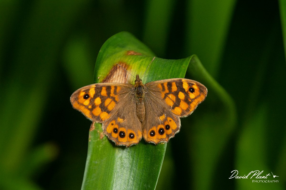 DPPhotography - Maderia - Speckled wood - B.jpg - Speckled wood - Levada do Notre, Madeira