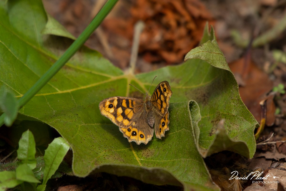 DPPhotography - Maderia - Speckled wood - D.jpg - Speckled wood - Palheiro Gardens, Madeira