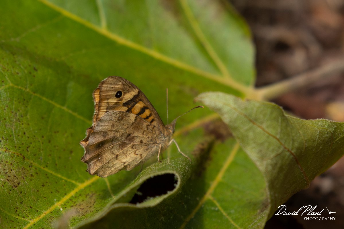 DPPhotography - Maderia - Speckled wood - E.jpg - Speckled wood - Palheiro Gardens, Madeira