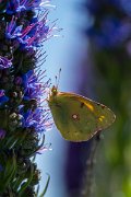 DPPhotography - Maderia - Clouded yellow - A