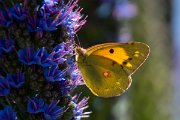 DPPhotography - Maderia - Clouded yellow - B