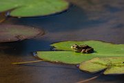 DPPhotography - Maderia - Iberian water frog - B