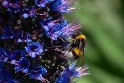 DPPhotography - Maderia - Madeiran bumblebee - A