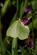 DPPhotography - Maderia - Maderian brimstone - B
