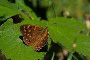 DPPhotography - Maderia - Maderian speckled wood - B