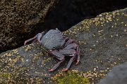 DPPhotography - Maderia - Rock crab, Grapsus adscensionis - A