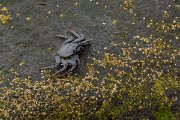 DPPhotography - Maderia - Rock crab, Grapsus adscensionis - B