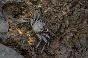 DPPhotography - Maderia - Rock crab, Grapsus adscensionis - C