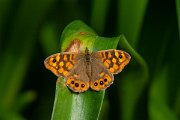 DPPhotography - Maderia - Speckled wood - B