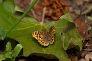 DPPhotography - Maderia - Speckled wood - D
