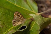 DPPhotography - Maderia - Speckled wood - E