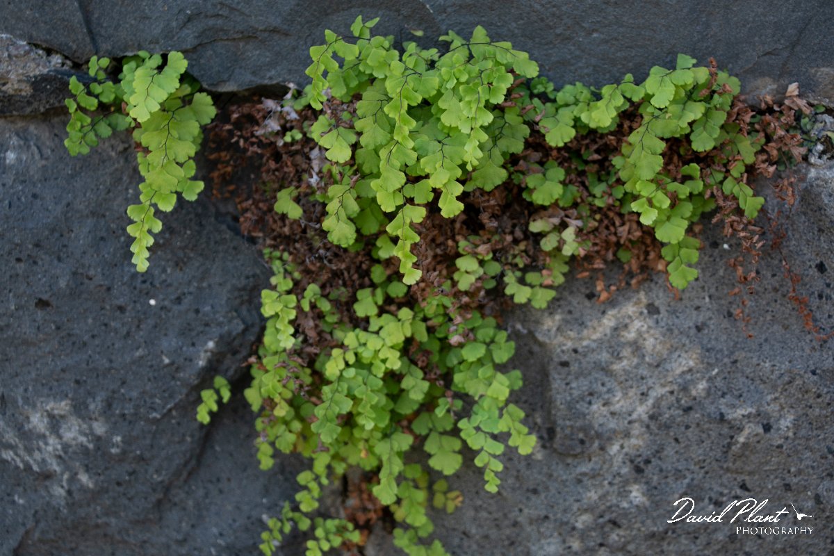 DPPhotography - Maderia - Adiantum capillus-veneris - A.jpg - Maidenhair fern, Adiantum capillus-veneris - Levada do Notre, Madeira