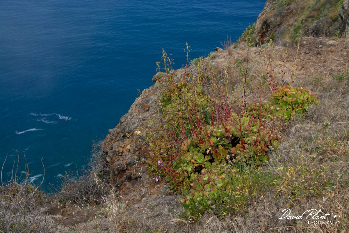DPPhotography - Maderia - Aeonium arboreum - A.jpg - Aeonium arboreum - Ponta do Pargo lighthouse, Madeira