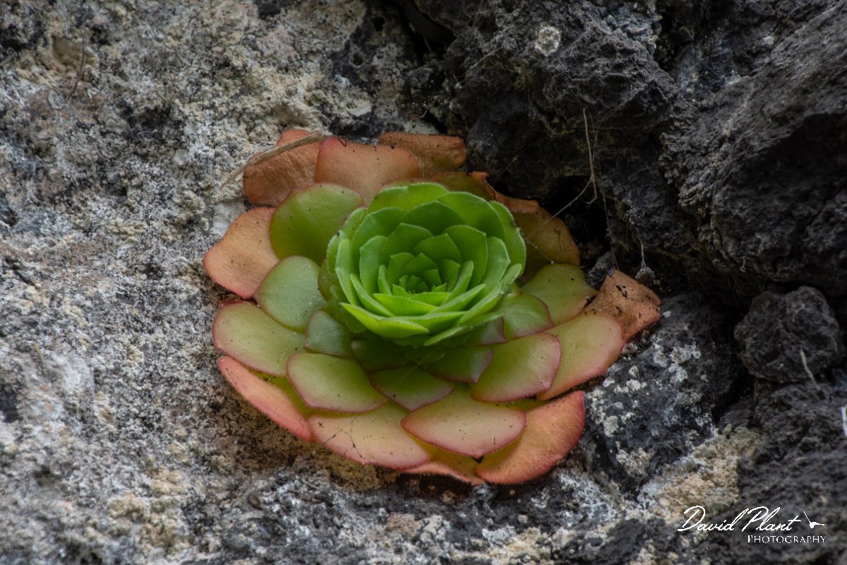 DPPhotography - Maderia - Aeonium glandulosum - A.jpg - Aeonium glandulosum - Seixal area, Madeira