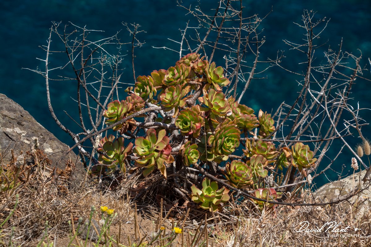 DPPhotography - Maderia - Aeonium glutinosum - A.jpg - Aeonium glutinosum - Faial viewpoint, Madeira