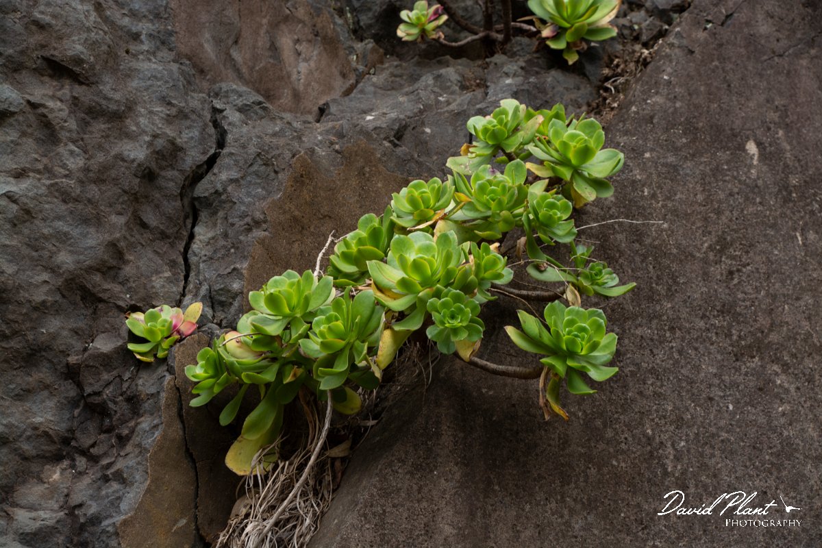 DPPhotography - Maderia - Aeonium glutinosum - B.jpg - Aeonium glutinosum - Ribeira da Janela, Madeira