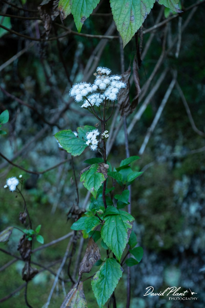 DPPhotography - Maderia - Ageratina adenophora - A.jpg - Ageratina adenophora - Levada Furado, Madeira