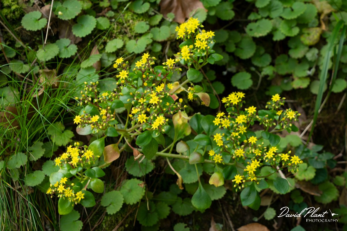 DPPhotography - Maderia - Aichryson divaricatum - A.jpg - Aichryson divaricatum - Balcoes, Madeira
