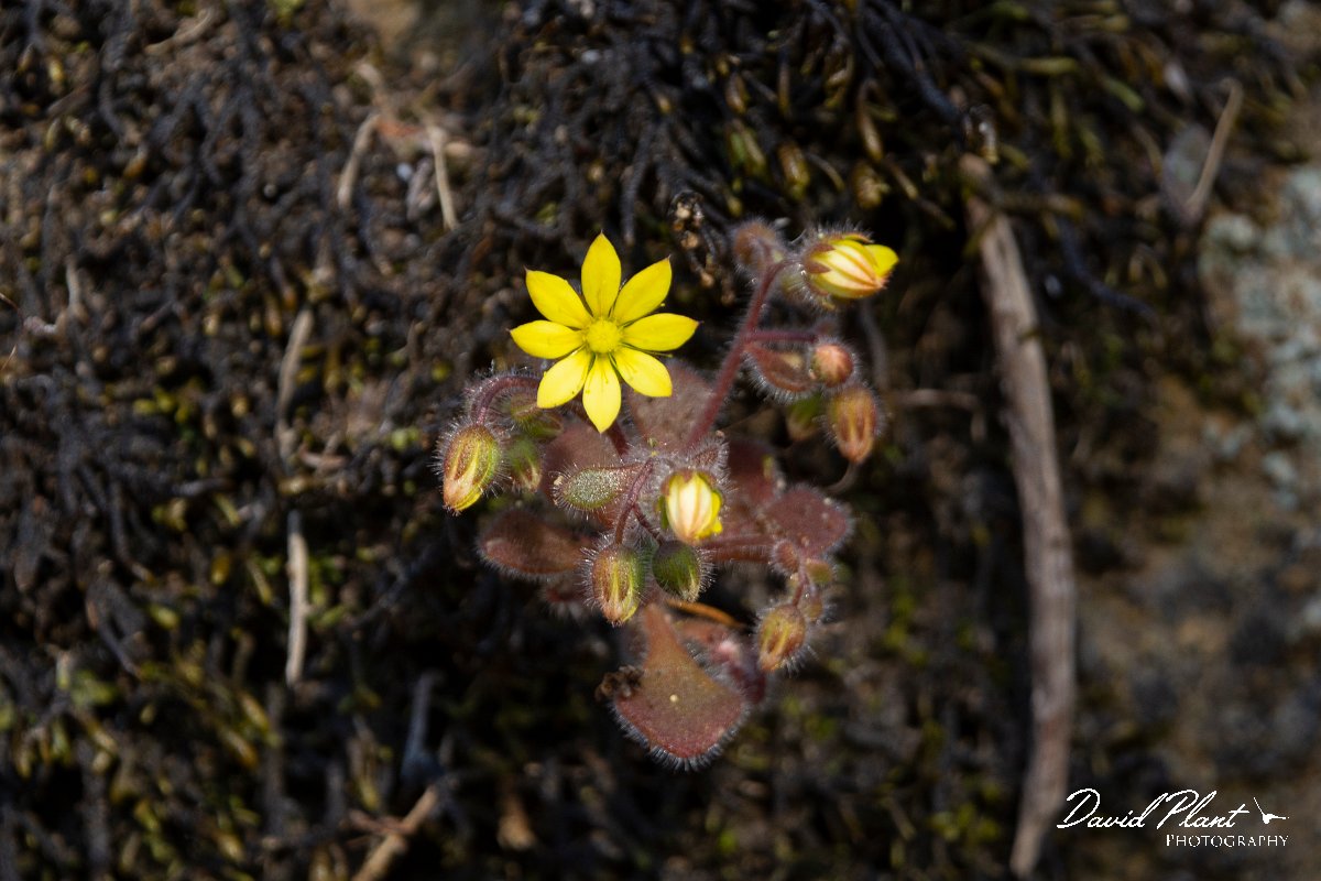 DPPhotography - Maderia - Aichryson villosum - A.jpg - Aichryson villosum - Levada Furado, Madeira