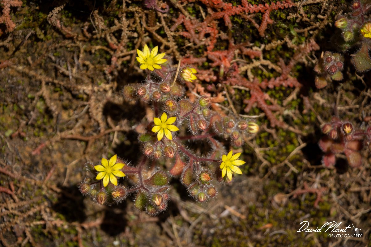 DPPhotography - Maderia - Aichryson villosum - B.jpg - Aichryson villosum - Levada Furado, Madeira