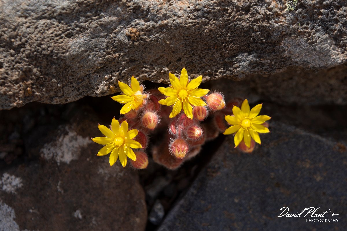 DPPhotography - Maderia - Aichryson villosum - C.jpg - Aichryson villosum - Pico do Ariero, Madeira