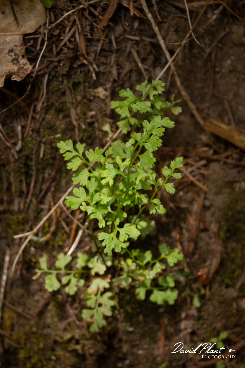 DPPhotography - Maderia - Anogramma leptophylla - A.jpg - Anogramma leptophylla - Balcoes, Madeira