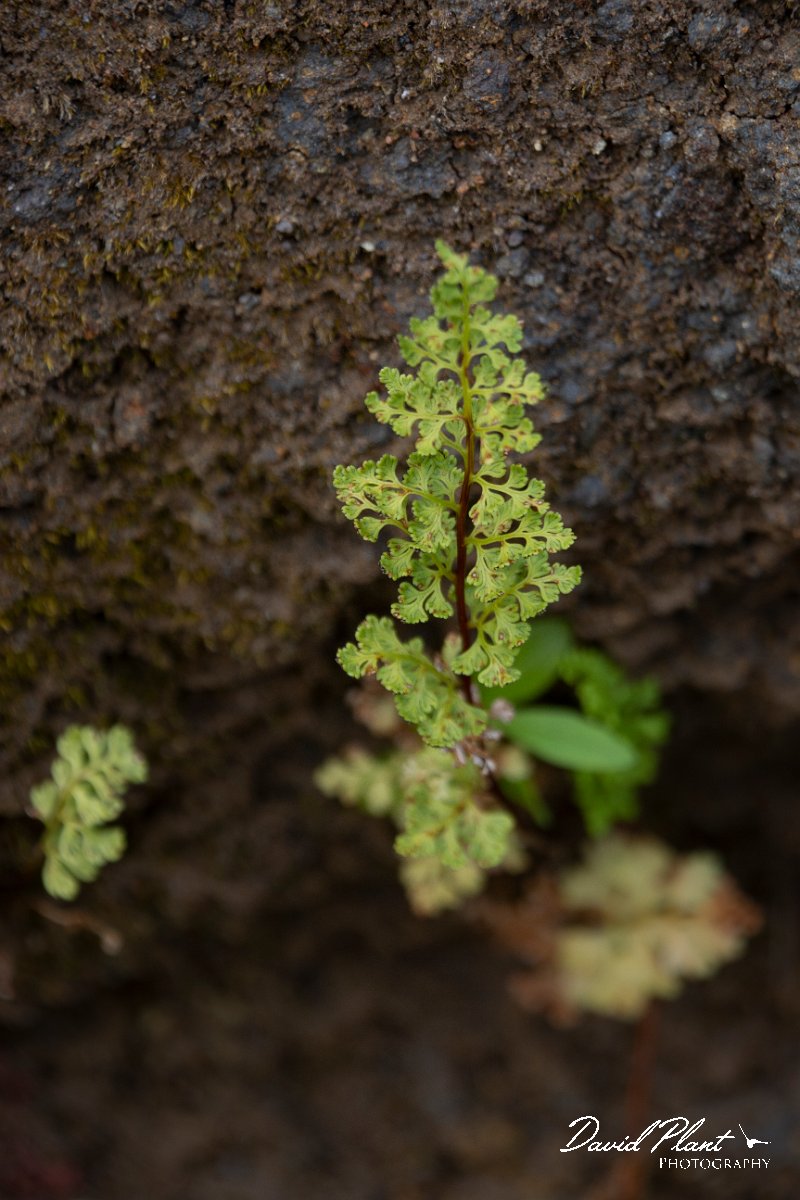 DPPhotography - Maderia - Anogramma leptophylla - B.jpg - Anogramma leptophylla - Levada do Notre, Madeira