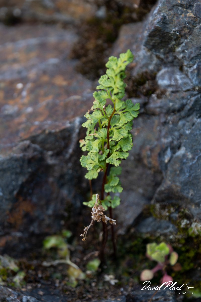 DPPhotography - Maderia - Anogramma leptophylla - C.jpg - Anogramma leptophylla - Levada do Notre, Madeira