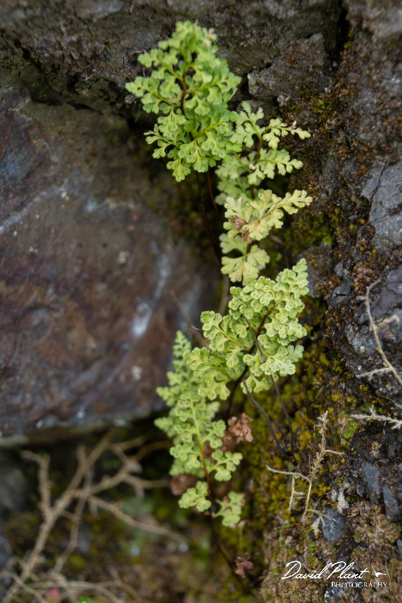 DPPhotography - Maderia - Anogramma leptophylla - D.jpg - Anogramma leptophylla - Levada do Notre, Madeira