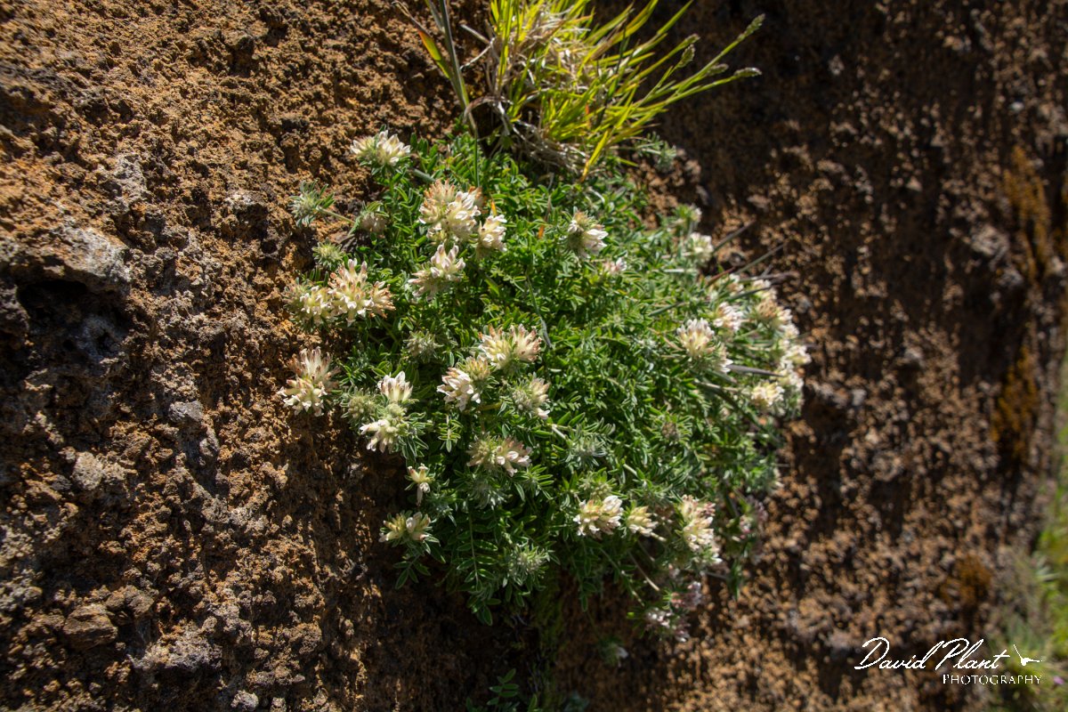 DPPhotography - Maderia - Anthyllis lemanniana - A.jpg - Anthyllis lemanniana - Pico do Ariero, Madeira