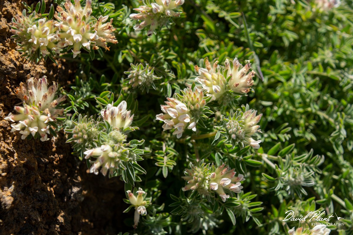 DPPhotography - Maderia - Anthyllis lemanniana - B.jpg - Anthyllis lemanniana - Pico do Ariero, Madeira