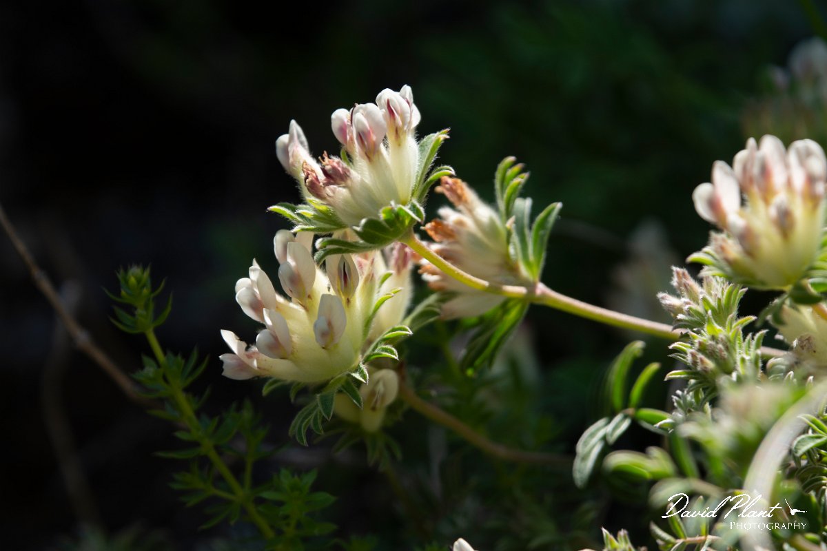 DPPhotography - Maderia - Anthyllis lemanniana - C.jpg - Anthyllis lemanniana - Pico do Ariero, Madeira