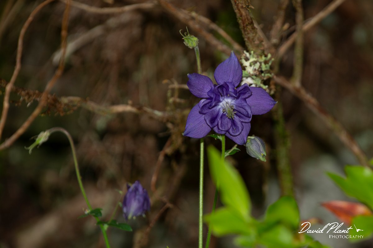 DPPhotography - Maderia - Aquilegia vulgaris - A.jpg - Columbine, Aquilegia vulgaris - Risco waterfall area, Madeira