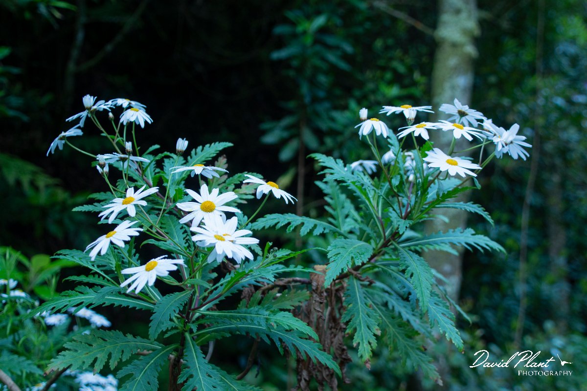 DPPhotography - Maderia - Argyranthemum pinnatifidum - A.jpg - Argyranthemum pinnatifidum - Ribeiro Firo, Maderia
