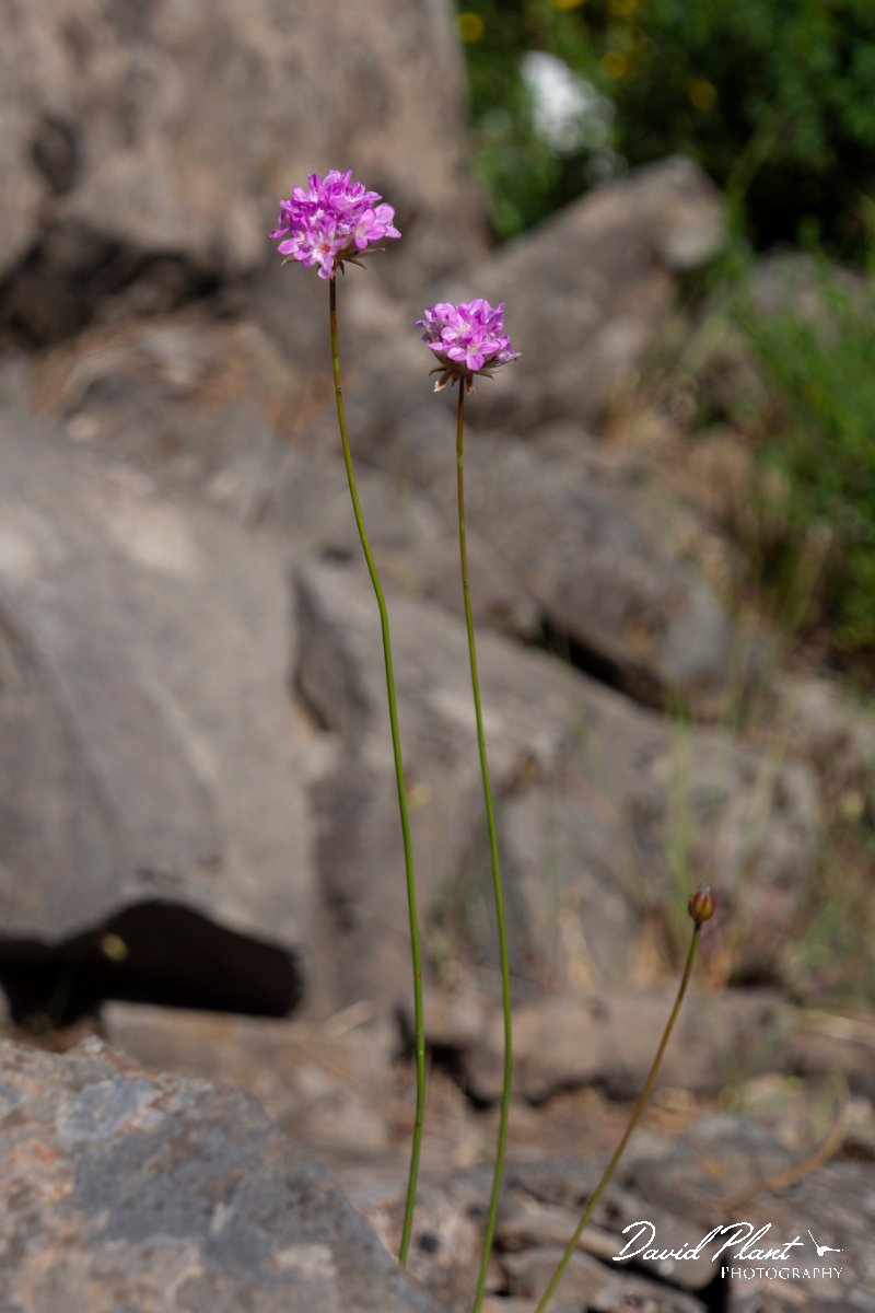 DPPhotography - Maderia - Armeria maderensis - A.jpg - Maderian thrift, Armeria maderensis - Pico do Ariero, Madeira