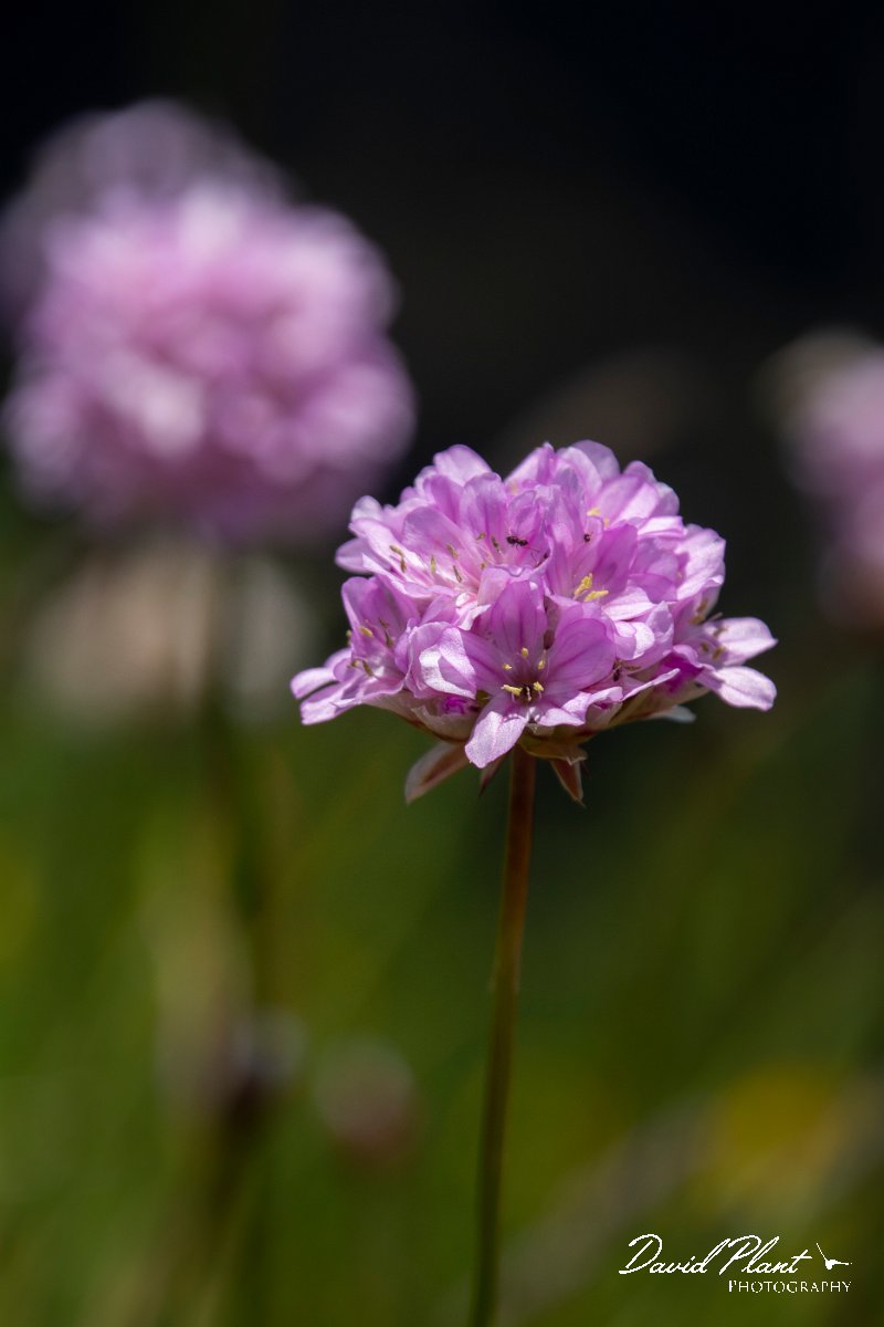 DPPhotography - Maderia - Armeria maderensis - C.jpg - Maderian thrift, Armeria maderensis - Pico do Ariero, Madeira