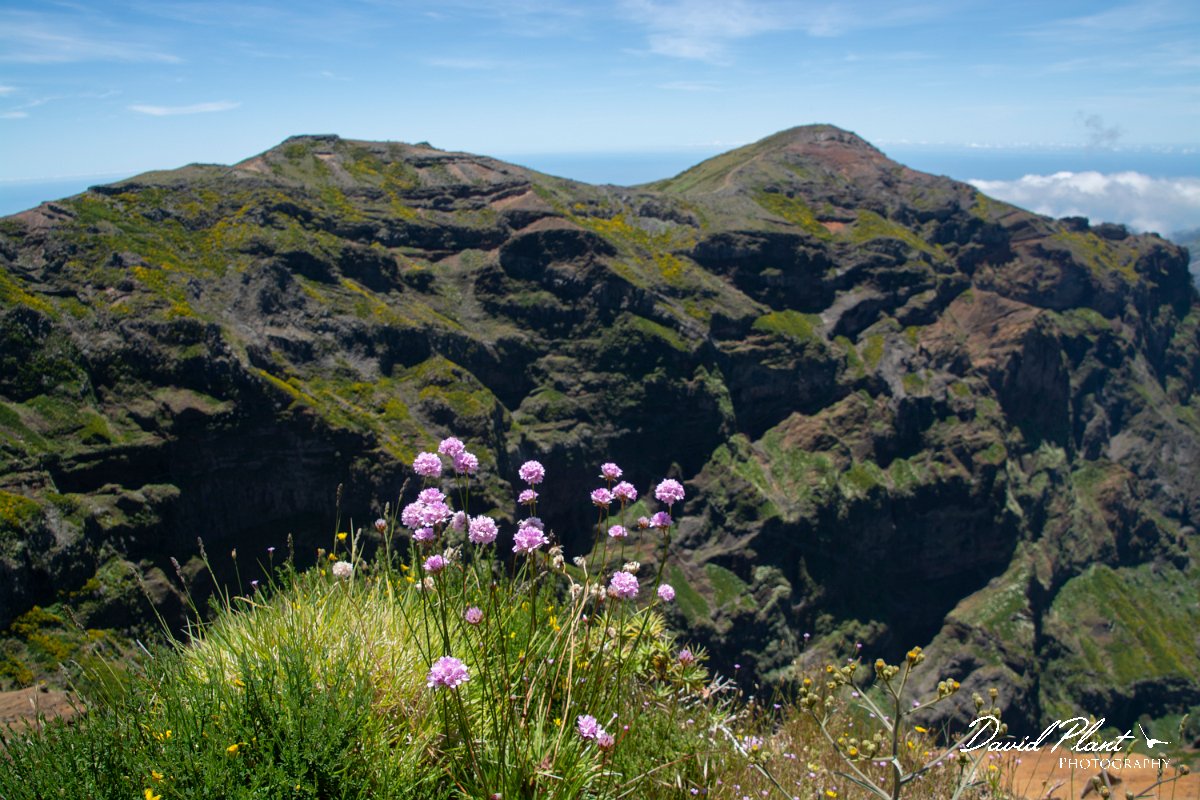 DPPhotography - Maderia - Armeria maderensis - D.jpg - Maderian thrift, Armeria maderensis - Pico do Ariero, Madeira