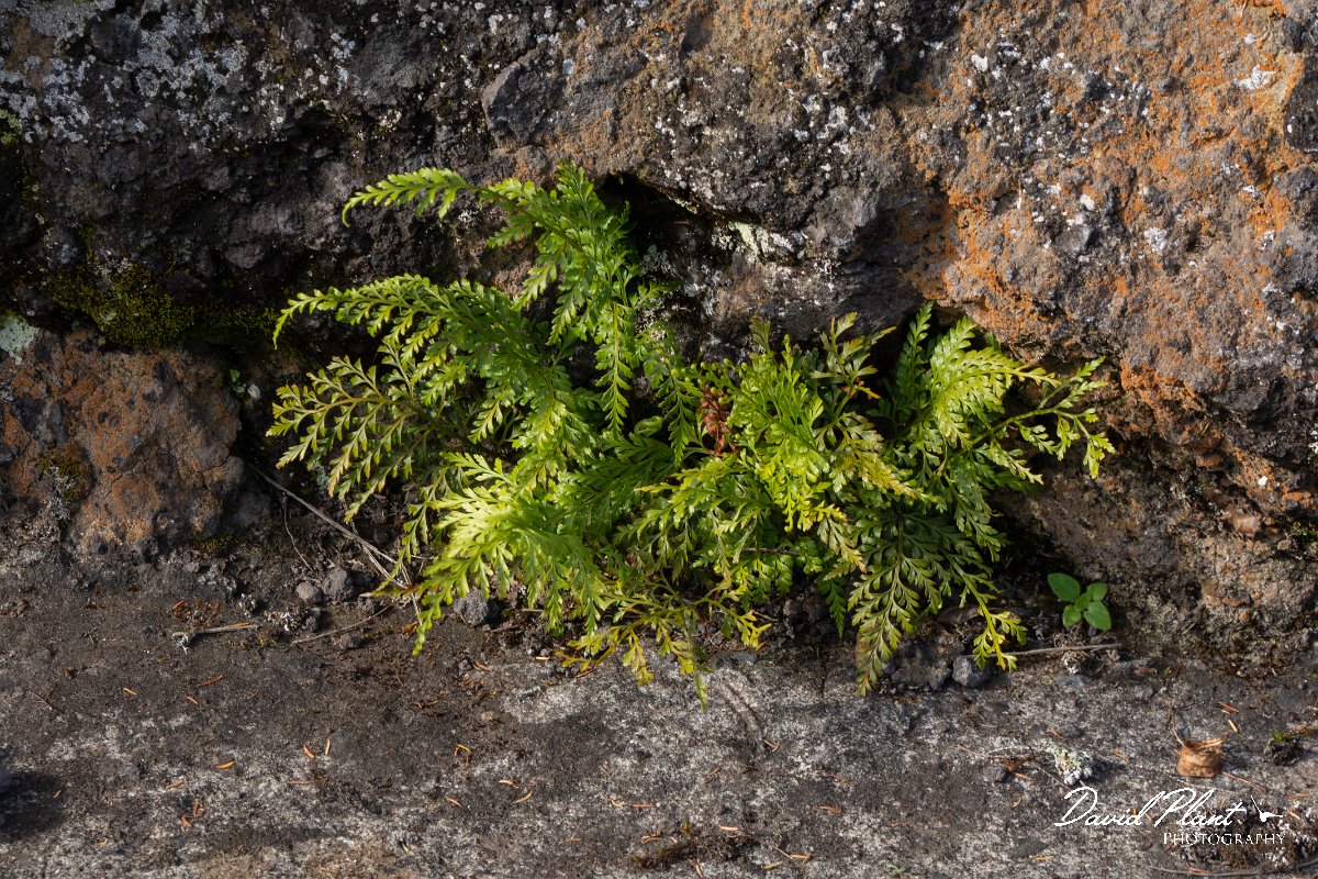 DPPhotography - Maderia - Asplenium adiantum-nigrum - A.jpg - Asplenium adiantum-nigrum - Levada do Notre, Madeira